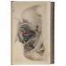 Пирогов Н.И. Хирургическая анатомия артериальных стволов и фасций + Атлас. Прижизненное издание 